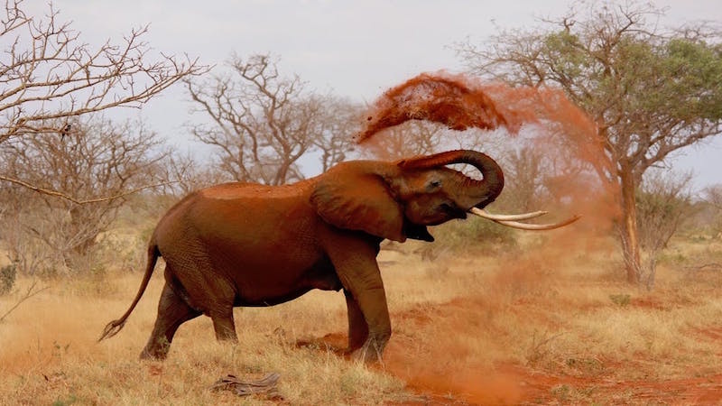 kenya-africa